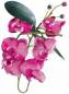 Preview: Orchideen, Luftwurzeln, Laub